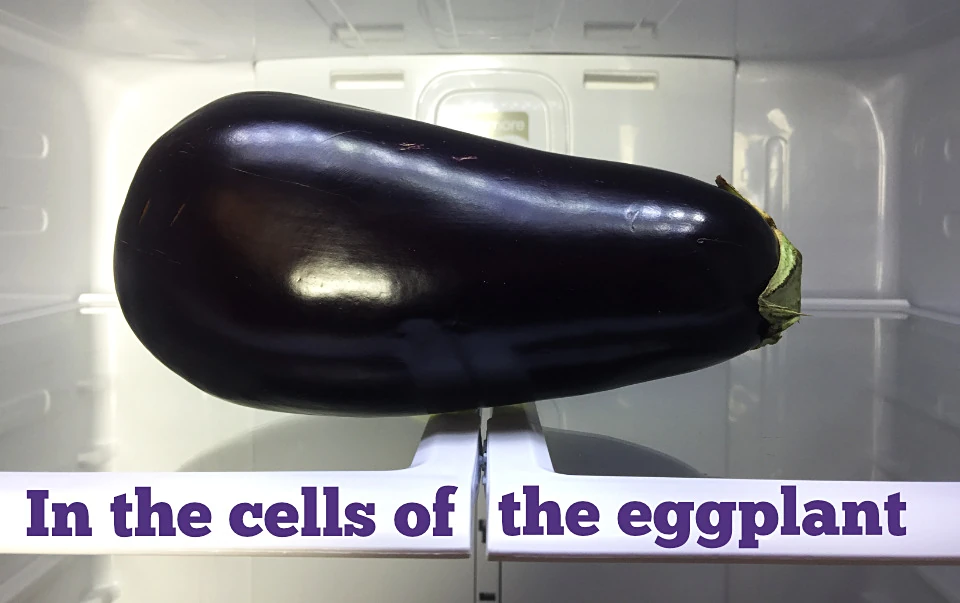 Eggplant in refrigerator